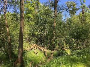 Lebensraum Wald: Naturnaher Wald