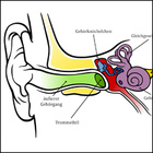 Das menschliche Gehör