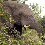 Ein Elefant beim Fressen