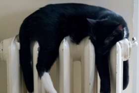 Schwarze Katze liegt auf weißem Heizkörper.