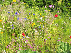 Der Natur Raum geben