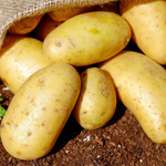 Nahaufnahme von Kartoffeln. 