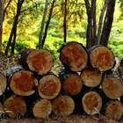 Aufgestapeltes Holz in einem Wald