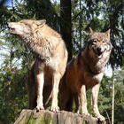Wölfe leben im Rudel. Das sind Wolfsfamilien, die aus den Eltern und den ein- und zweijährigen Jungtieren bestehen. Ein Wolfspaar