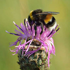 Wie hängt die Landwirtschaft mit der biologischen Vielfalt zusammen? Biene bestäubt eine Blüte