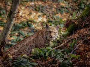 Gefährdete Tiere in Deutschland 