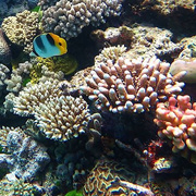 Korallenriffe gehören zu den artenreichsten Lebensräumen der Erde. Fisch und Korallen am Great Barrier Reef (Ausschnitt)