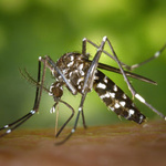 A tiger mosquito bites.