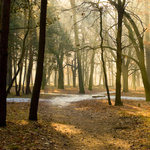 Sonnenstrahlen scheinen in Wald.