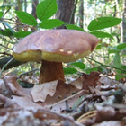 Ein "Wald" besteht nicht nur aus Bäumen. Dazu gehören vielmehr alle Lebewesen, die dort leben - auch die Pilze. Pilz im Herbstlaub; im Hintergrund Laubbäume