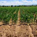 Um große Felder zu bewirtschaften, werden oft schwere landwirtschaftliche Maschinen genutzt. Sie verdichten den Oberboden und führen dazu, dass er kaum noch Wasser oder Sauerstoff speichern kann. Ein Maisfeld