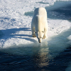 Eisbären jagen auf dem zugefrorenen Meer. Wenn die Eisdecke zurückgeht, bekommen sie Probleme, Nahrung zu finden. Eisbär in der Arktis