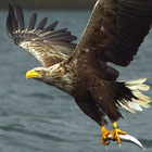 Seeadler fliegt mit Fisch in den Fängen empor