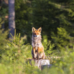 " A fox is sitting on a tree trunk outside a forest.