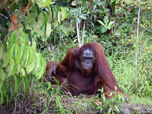 Gefährdeter Regenwald-Bewohner auf Borneo