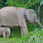 Heute sind weltweit mehr Arten vom Aussterben bedroht als jemals zuvor: Etwa ein Viertel aller Tier- und Pflanzenarten, insgesamt also bis eine Million Arten. Borneo-Zwergelefant mit Baby