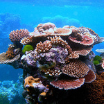 Koralle im Meer