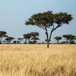 Aufnahme von Bäumen in einer Steppe, im Vordergrund ist hohes braunes Gras zu sehen.