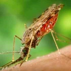 Infolge der Klimaveränderungen erschließen manche Krankheitsüberträger (sogenannte Vektoren, zum Beispiel Stechmücken oder Zecken) oder auch Krankheitserreger (zum Beispiel West-Nil-Virus) neue Lebensräume. Stechmücke auf Hand