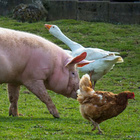 Schwein, gans und Huhn auf Wiese