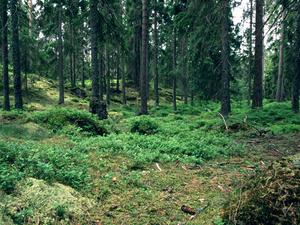 Borealer Nadelwald – Taiga