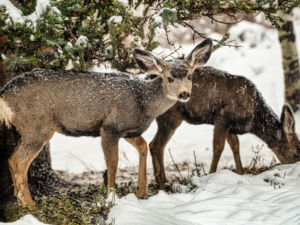 In den Alpen leben viele Tiere