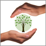 Hände umschließen beschützend das Symbolbild eines Baumes