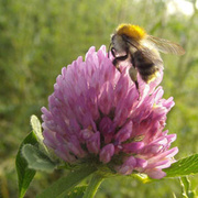 Hummel bestäubt Blüte