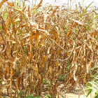 Ein ausgetrocknetes Maisfeld