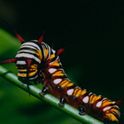 Die Inselregion um die größten Inseln Borneo und Sumatra ist einer der artenreichsten Hotspots der Welt. Raupe