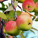 Äpfel am Baum