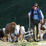 Kühe und Bauer auf der Alm