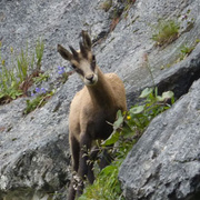 Die Gämse ist eine in Europa und Kleinasien beheimatete Art der Ziegenartigen. Sie besiedelt in Europa Hochgebirge, wie die Alpen. Eine Gams im Gebirge