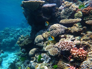Korallenriffe gehören zu den artenreichsten Lebensräumen der Erde.