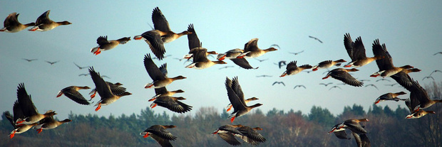 Fliegender Schwarm Wildgänse