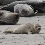 Seehunde auf einer Sandbank