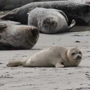 Seehunde auf einer Sandbank