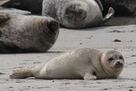 Seehunde auf einer Sandbank