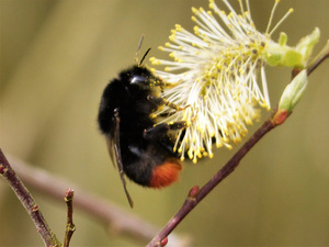 3_BS_TdM_05_Bienen