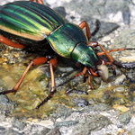 Käfer frisst Schnecke