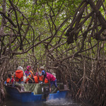 Ein Boot mit Touristen fährt durch einen Mangrovenwald.