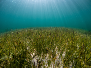 Meere: Tiefenwasser und Seegras