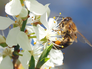 Heimische Blumen mit ungefüllten Blüten