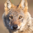 Ein Wolf in der Lüneburger Heide. Wolf in Lüneburger Heide