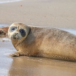 Eine Robbe am Strand