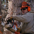 Mann mit Kettensäge an Baumstamm