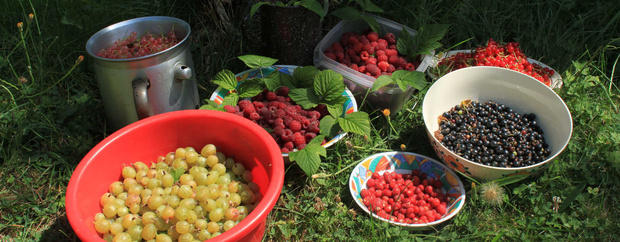 Gesammelte Beeren auf einer sommerlichen Wiese