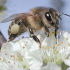 Wildbiene auf Blüte