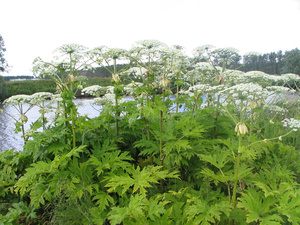 Riesenbärenklau (Heracleum mantegazzianum)