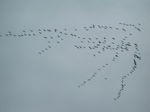 Fliegen in V-Formation